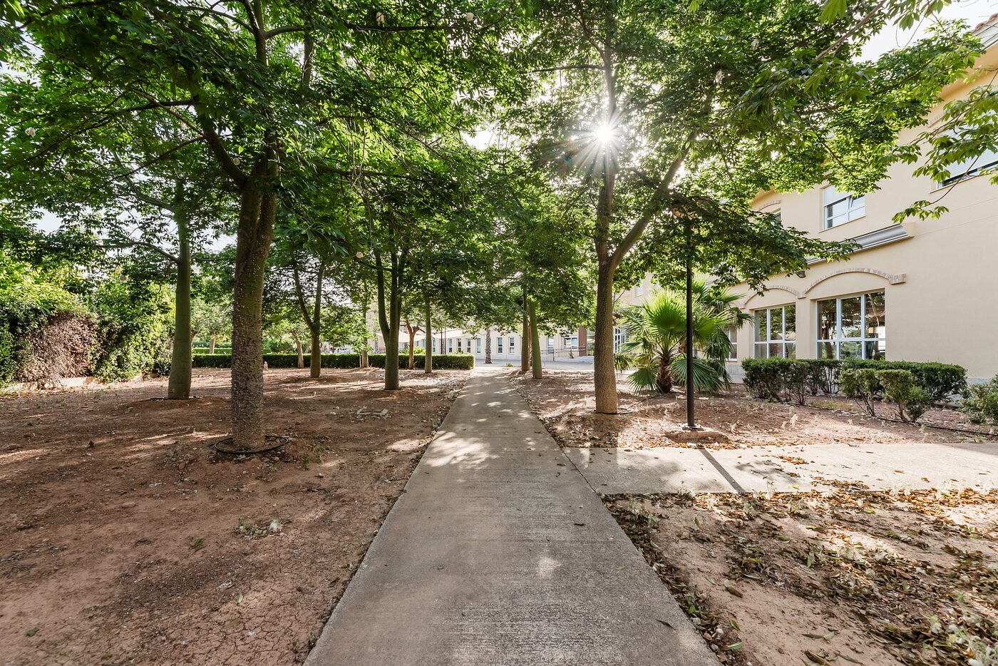 Jardín con árboles y camino de paseo bajo la luz de la tarde